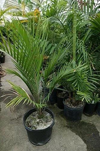 Nikau Palm