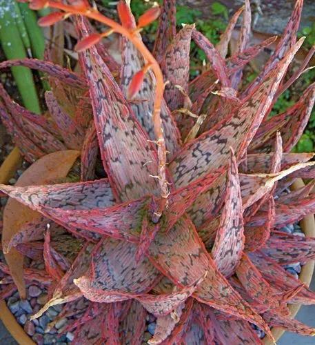 Pink Blush Aloe