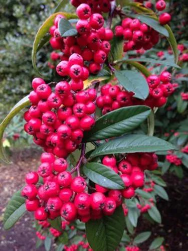 Tree Cotoneaster