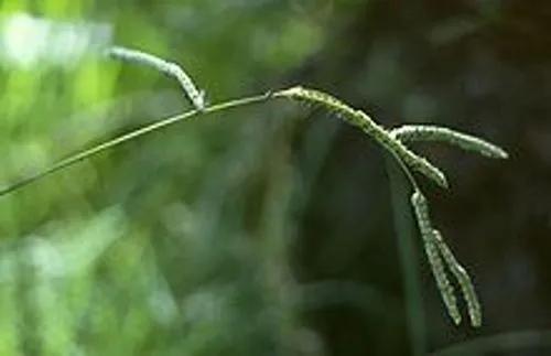 Dallisgrass