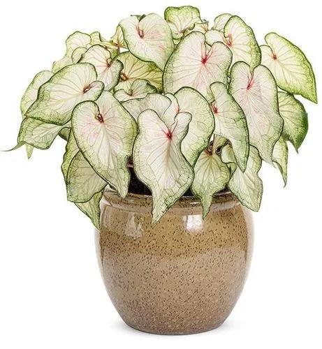 White Wonder Caladium