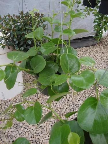 Peruvian Grape Ivy