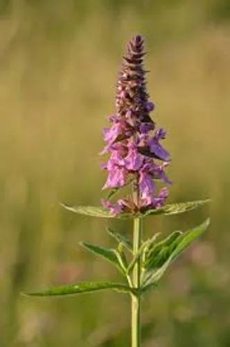 Marsh Woundwort, Clown'S Woundwort