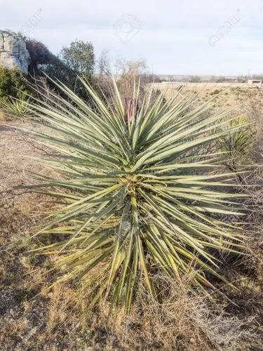 Yucca Baccata