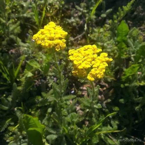 Achillea Tomentosa