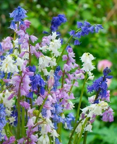 Spanish bluebell