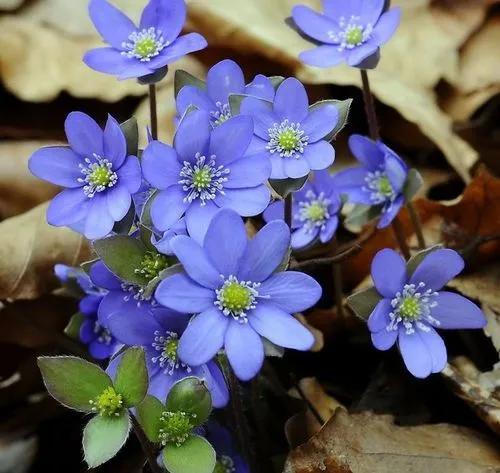 Common Hepatica