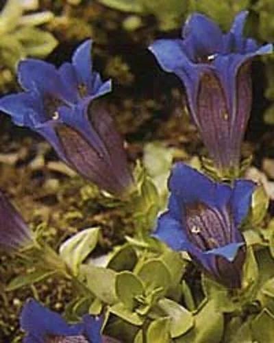 Alpine Gentian