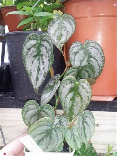 Philodendron Brandtianum