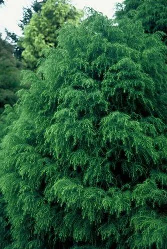 Japanese Red-cedar