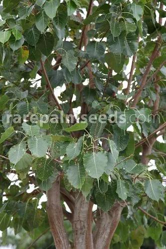 Bodhi Tree