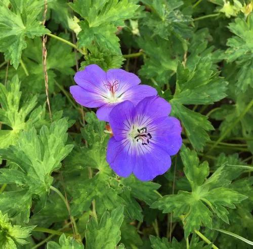 Bloody Crane's-bill