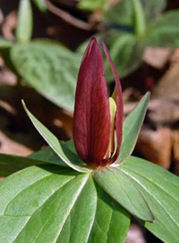 Trillium Sessile