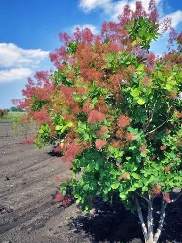 American Smoketree