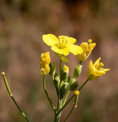 Southern warty-cabbage