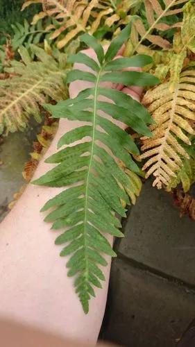 Rock Polypody