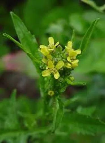 Hedge Mustard