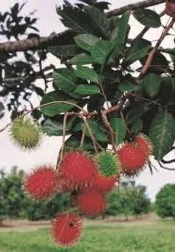 Rambutan