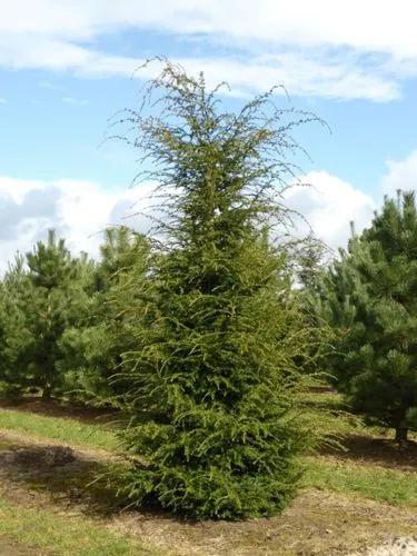 Canadian Hemlock