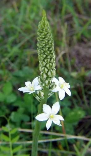 Ornithogalum Pyramidale