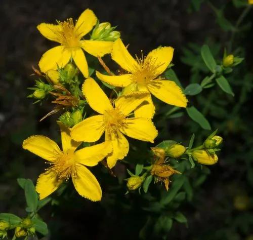 St John's Wort