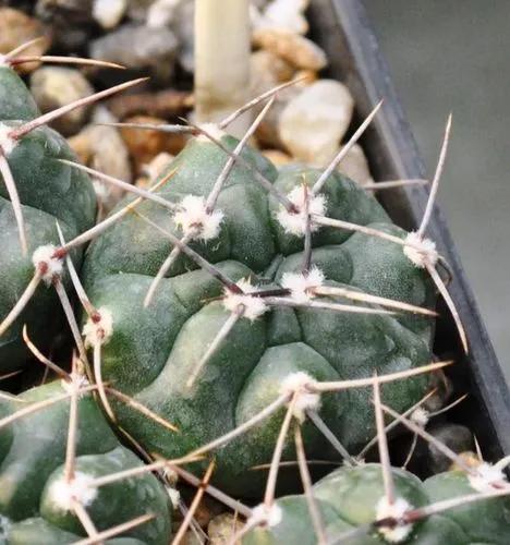 Most's Gymnocalycium