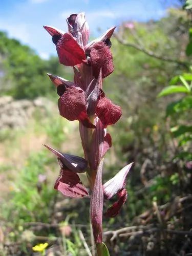 Serapias Cordigera