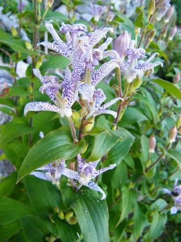 Toad Lily