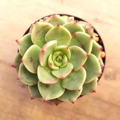 Echeveria Species Green