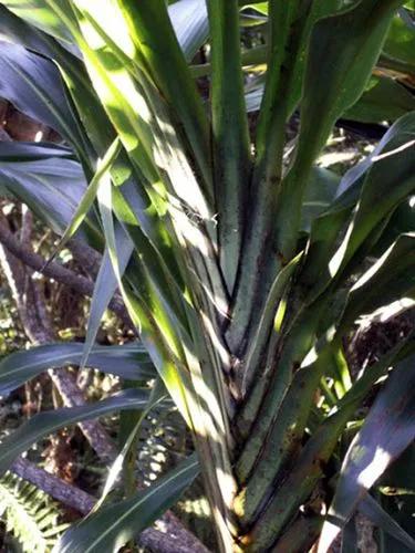 Cordyline Mauritiana