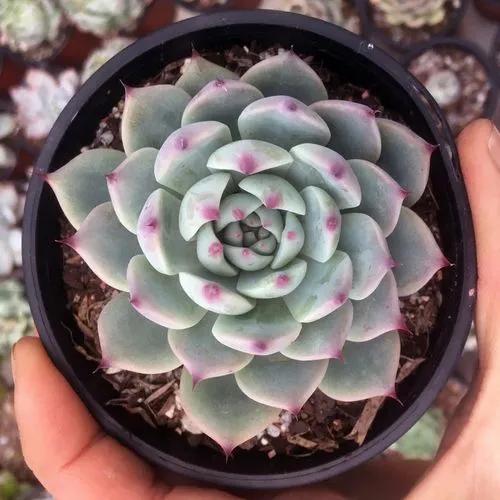 Echeveria Chihuahuensis