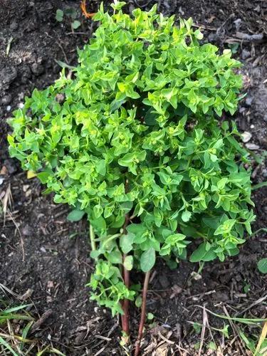 Petty Spurge