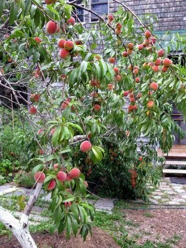 Cold Hardy Peach Tree