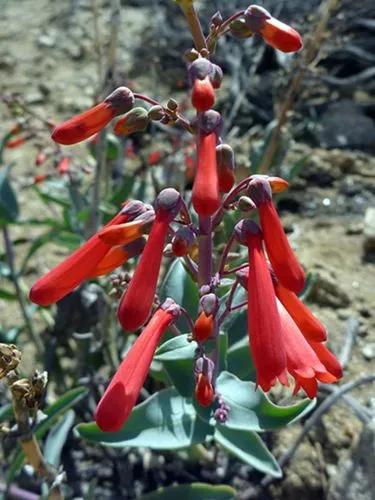 Penstemon Centranthifolius