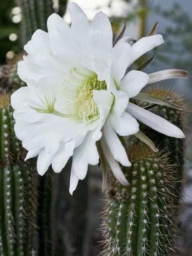 Golden Torch Cactus