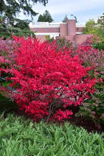 Dwarf-winged Burning Bush