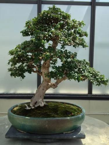 Ficus Lingua