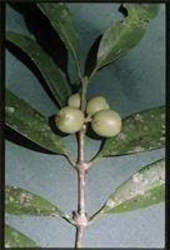 Coffea Abbayesii