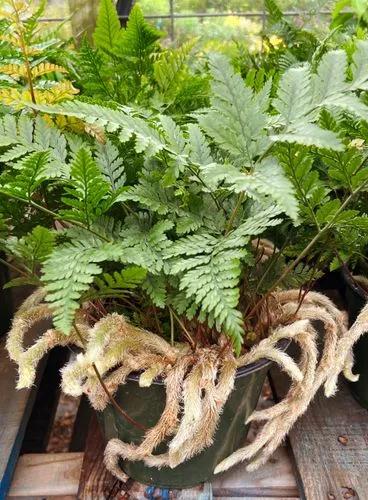 Rabbit's Foot Fern