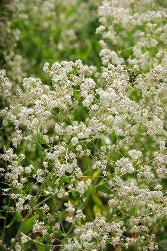 Perennial Pepperweed