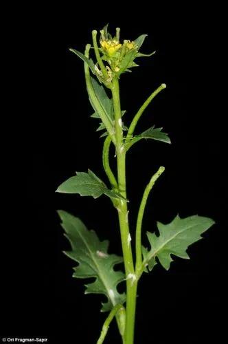 African Turnip Weed