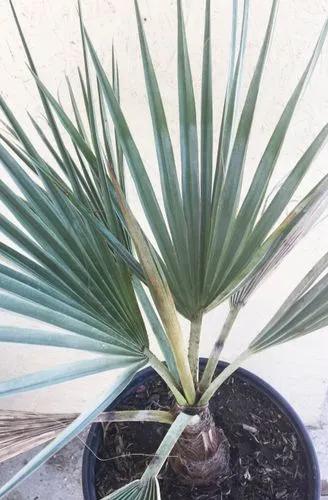 Mexican Blue Palm