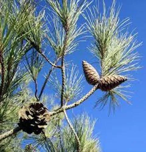 Turkish Pine