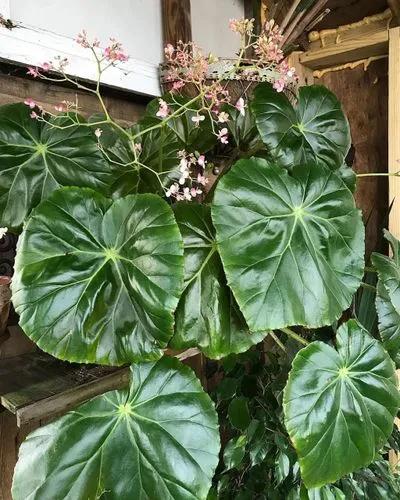 Pennywort Begonia