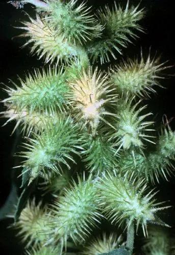 Rough Cocklebur, Clotbur, Common Cocklebur, Large Cocklebur, Woolgarie Bur