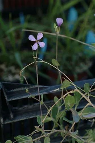 Violet Cabbage