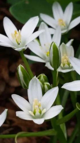 Garden star-of-Bethlehem