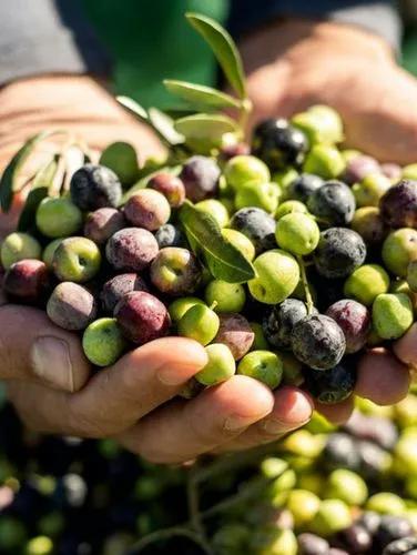 Arbequina olive