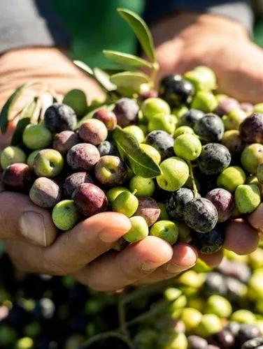 Arbequina olive