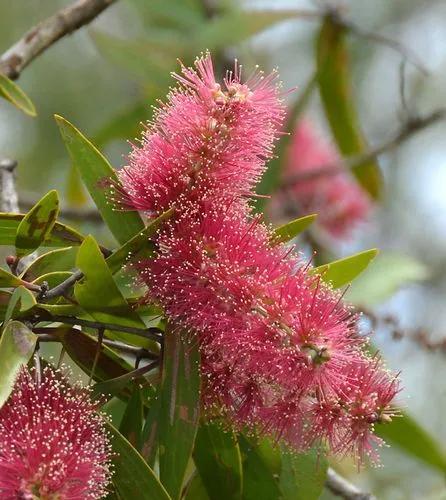 Melaleuca Sabrina